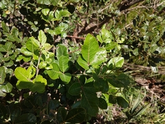 Searsia tomentosa
