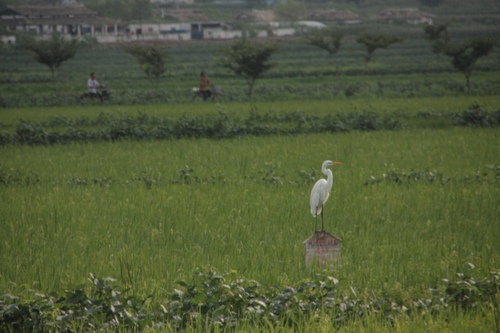 Great Egret