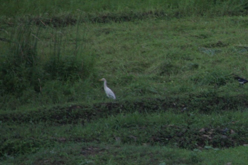 Eastern Cattle-Egret
