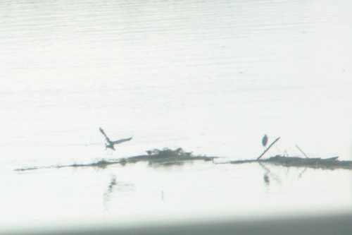 Great Herons and Egrets