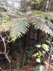 Dicksonia squarrosa