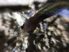 Plethodon angusticlavius