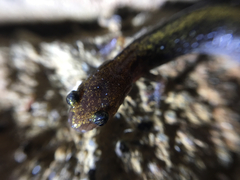 Plethodon angusticlavius