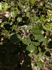 Searsia tomentosa