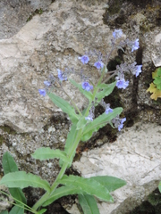 Cynoglottis barrelieri