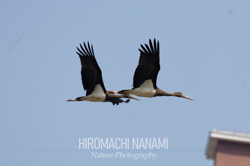 Black Stork