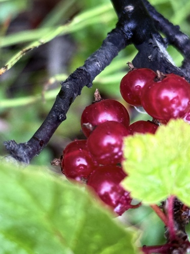 northern redcurrant