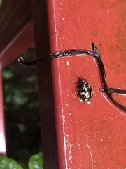 Zygogramma violaceomaculata