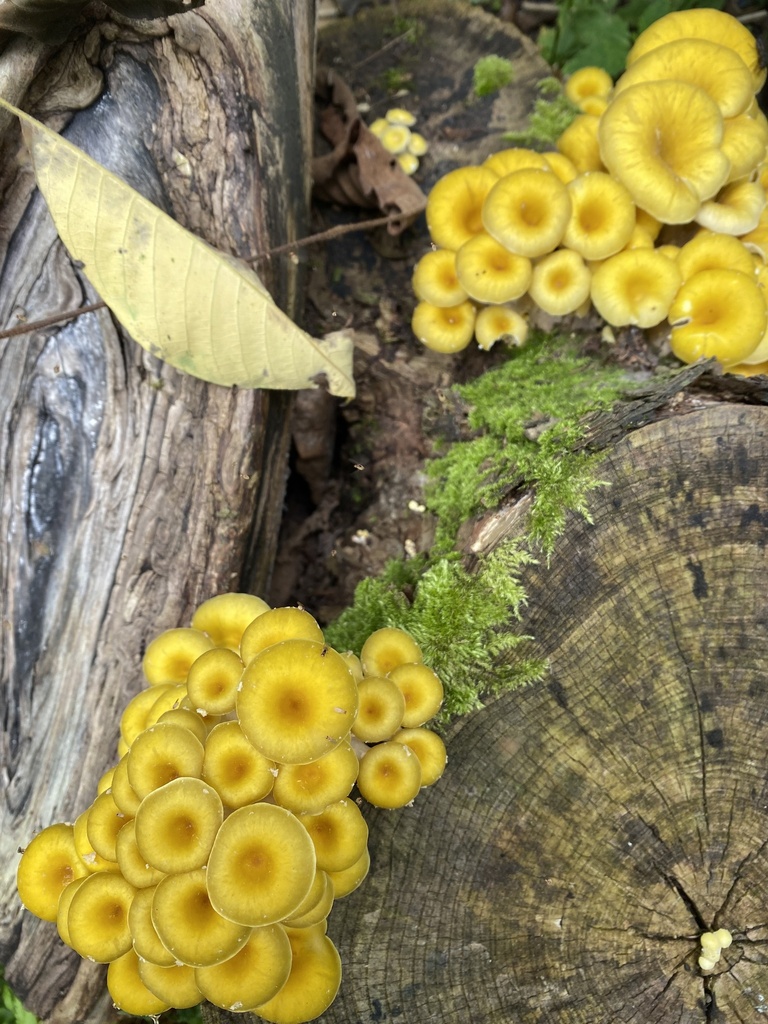 Pleurotus citrinopileatus · August 2023 · photo: © katharinegk (iNaturalist, cc-by)