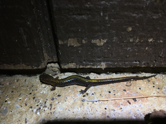 Plethodon angusticlavius