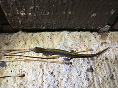 Plethodon angusticlavius