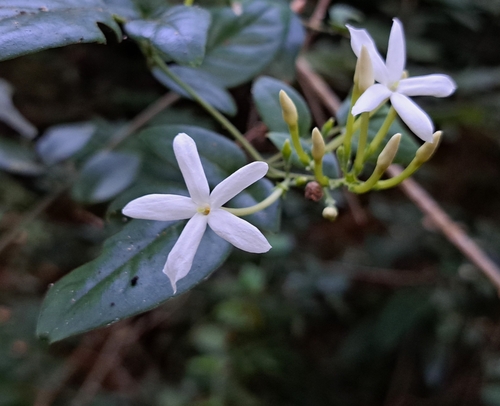 Jasminum sinense iNat (3)