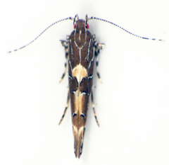 Pyroderces apparitella