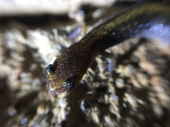 Plethodon angusticlavius