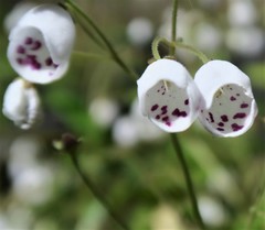 Jovellana sinclairii