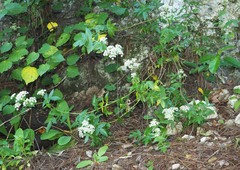 Scandia rosifolia
