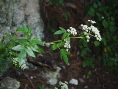 Scandia rosifolia