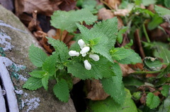 Lamium album