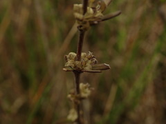 Coprosma brunnea