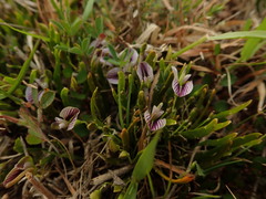 Carmichaelia corrugata