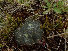 Carmichaelia corrugata