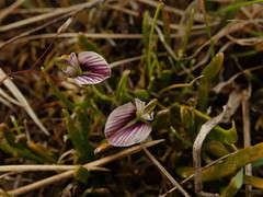 Carmichaelia corrugata