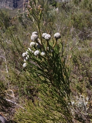 Brunia noduliflora