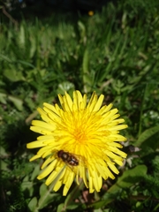 Syrphus octomaculatus