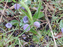 Globularia