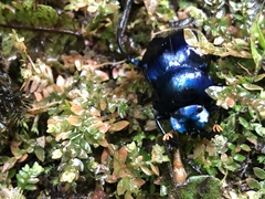 Deltochilum mexicanum