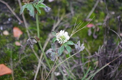 Trifolium pratense