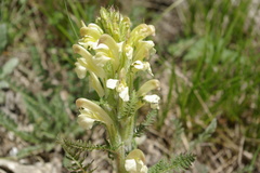 Pedicularis daghestanica