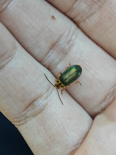 Xanthogaleruca aenescens