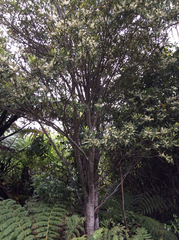 Elaeocarpus dentatus