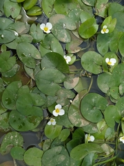 Sagittaria guayanensis
