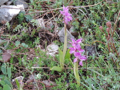 Orchis × colemanii