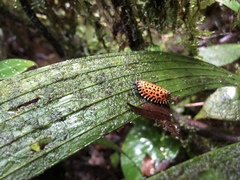 Pseudatteria leopardina