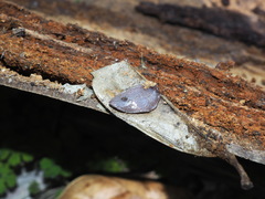 Australopacifica hamiltoni