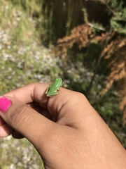 Hyla walkeri