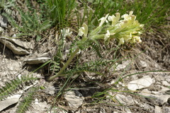 Pedicularis daghestanica