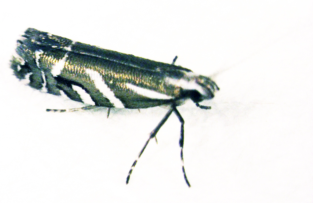 Chrysorthenches