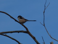 Aegithalos caudatus