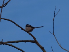 Aegithalos caudatus
