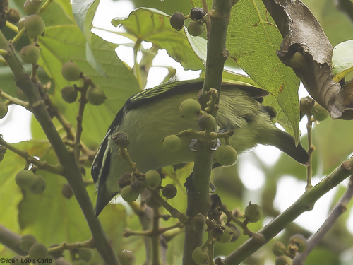 Yellow-rumped Tinkerbird