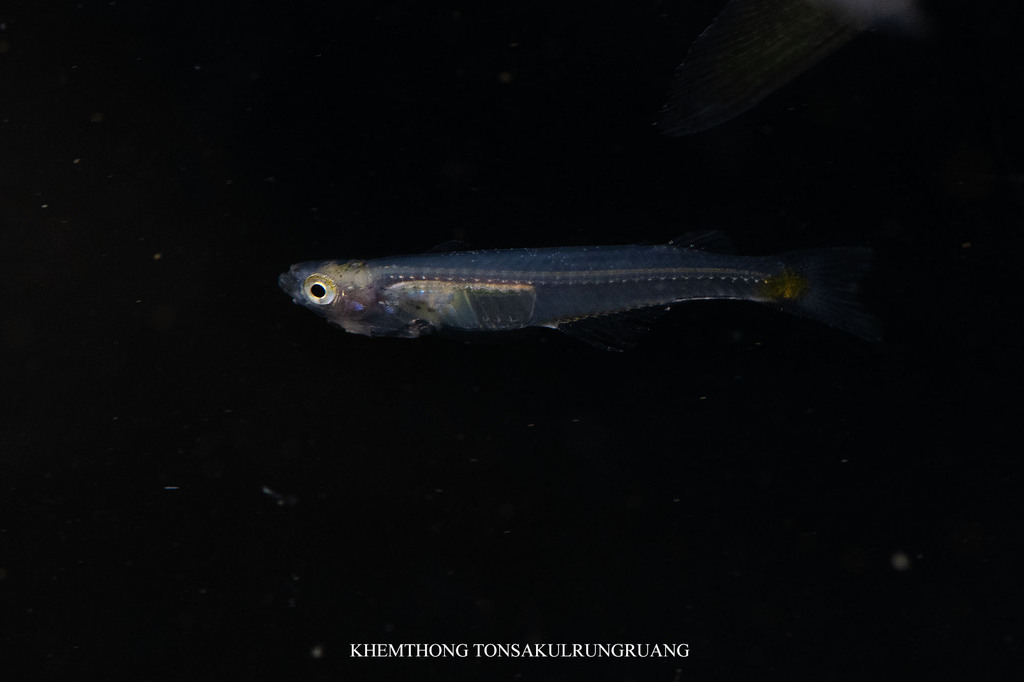 Smith's Priapium Fish