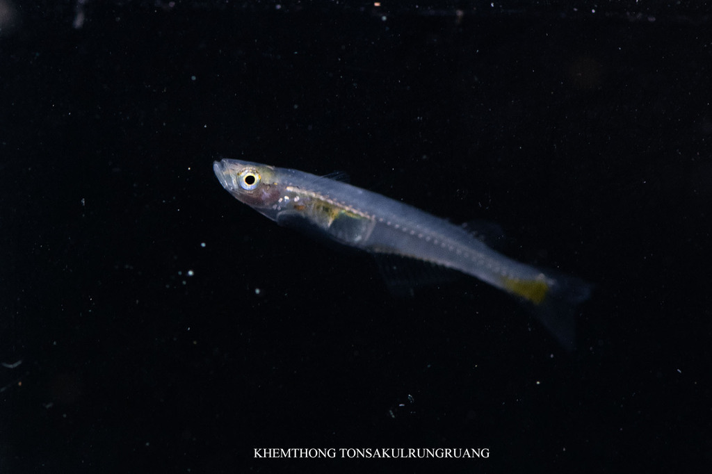 Smith's priapiumfish (Phenacostethus smithi) — Phallostethidae