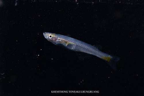 Smith's priapiumfish (Phenacostethus smithi) — Phallostethidae
