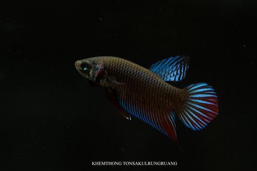 Siamese Fighting Fish, Thailand, photo 8 of 10