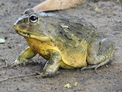 Pyxicephalus adspersus