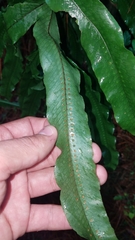 Phlebodium inaequale